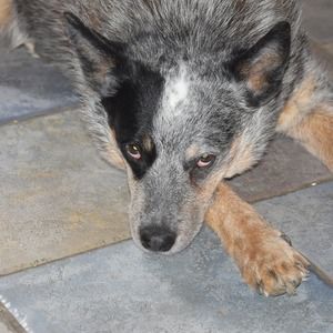 Meet your Posher, Suzanne